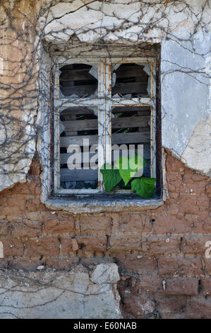 Verde foglie d'edera crescendo attraverso rotte rusty finestra di casa abbandonata. Textured sbriciolare la parete dello sfondo. Foto Stock