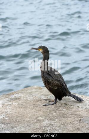 Uno Shag europeo (Phalacrocorax aristotelis) sul molo di John o' Groats, Highland, Scozia Foto Stock