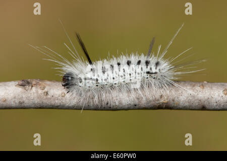 Hickory Tussock Moth (Lophocampa caryae) caterpillar (larva) Foto Stock