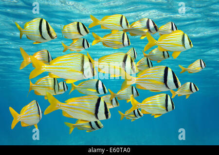 Scuola di pesce tropicale, porkfish Anisotremus virginicus in prossimità della superficie dell'acqua, il mare dei Caraibi Foto Stock