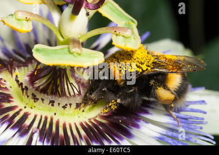 Il polline coperto Giardino bumblebee, Bombus hortorum, alimentando su hardy fiore della passione, Passiflora caerulea Foto Stock