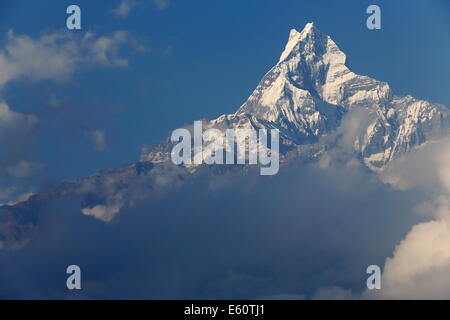 Il 6993 ms.alta Machhapuchhre-Machapuchare-pesci.s Tail visto da Dhampus villaggio sul AnnapurnasTour percorso di trekking. Foto Stock