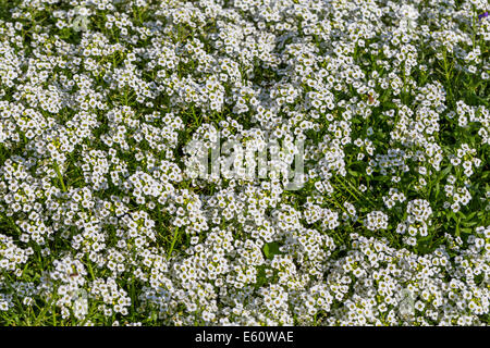 Sfondo di il popolare giardino alyssum annuale fiore bianco Foto Stock