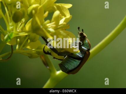 Hoplia argentea è una specie di scarabaeid beetle appartenente alla sottofamiglia Melolonthinae. Foto Stock