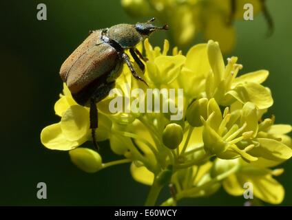 Hoplia argentea è una specie di scarabaeid beetle appartenente alla sottofamiglia Melolonthinae. Foto Stock