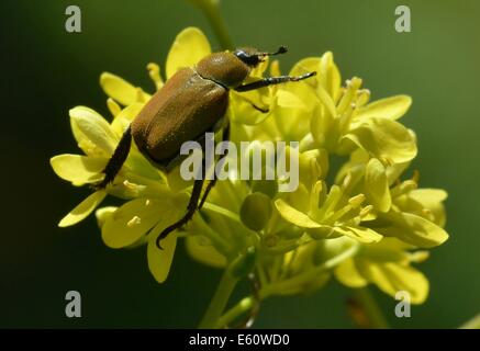 Hoplia argentea è una specie di scarabaeid beetle appartenente alla sottofamiglia Melolonthinae. Foto Stock