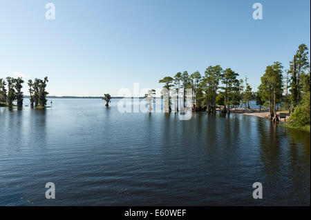 A Cypress lake Cove in Lake County Florida Centrale Foto Stock