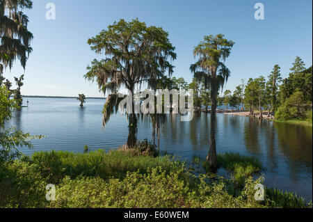 A Cypress lake Cove in Lake County Florida Centrale Foto Stock