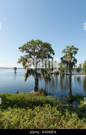 A Cypress lake Cove in Lake County Florida Centrale Foto Stock