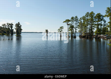 A Cypress lake Cove in Lake County Florida Centrale Foto Stock