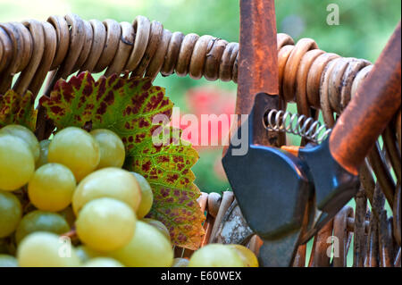 Vendemmia concetto cesti con uve bianche e il vigneto foglia nella tradizionale francese raccoglitrice di uva il cesto di vimini e Secateurs Foto Stock