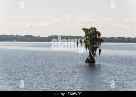 A Cypress lake Cove in Lake County Florida Centrale Foto Stock