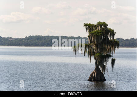 A Cypress lake Cove in Lake County Florida Centrale Foto Stock