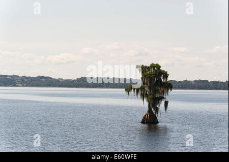 A Cypress lake Cove in Lake County Florida Centrale Foto Stock