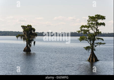 A Cypress lake Cove in Lake County Florida Centrale Foto Stock