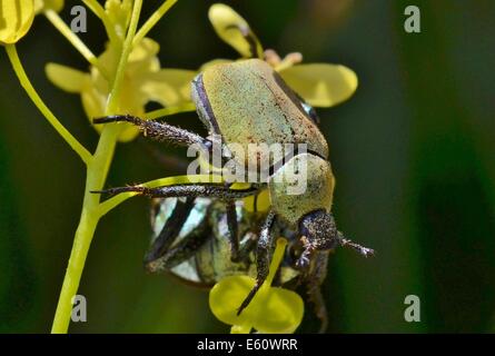 Hoplia argentea è una specie di scarabaeid beetle appartenente alla sottofamiglia Melolonthinae. Foto Stock