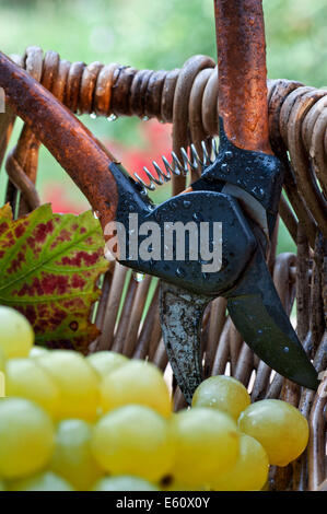 Wet vendemmia concetto con uve bianche e il vigneto foglia nella tradizionale francese raccoglitrice di uva il cesto di vimini e Secateurs Foto Stock