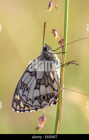 Appena emerso in marmo bianco (butterfly Melanargia galathea), si crogiola nel tardo pomeriggio di sole sulla collina di Collard in Somerset Foto Stock