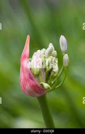 Agapanthus 'Silver nebbia' bud. Emerging boccioli di fiori. Foto Stock
