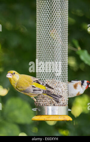 Unione verdone, Carduelis chloris, alimentando sui cuori di semi di girasole in un uccello alimentatore in un giardino inglese, cardellino dietro Foto Stock