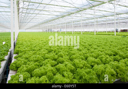 La lattuga automatizzato e moderne serre Foto Stock