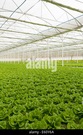 La lattuga automatizzato e moderne serre Foto Stock