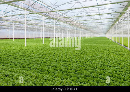 La lattuga automatizzato e moderne serre Foto Stock