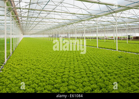 La lattuga automatizzato e moderne serre Foto Stock