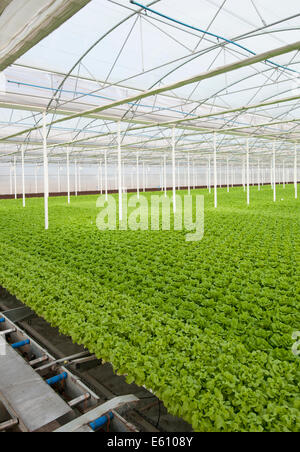 La lattuga automatizzato e moderne serre Foto Stock
