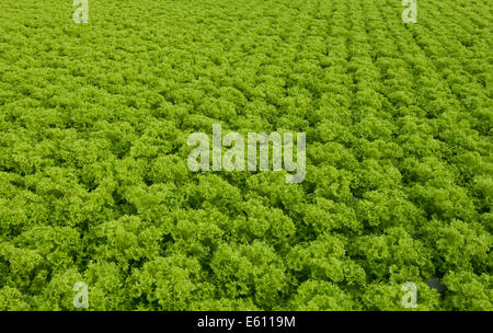 La lattuga automatizzato e moderne serre Foto Stock