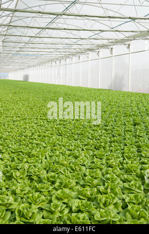 La lattuga automatizzato e moderne serre Foto Stock