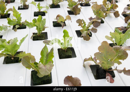 La lattuga automatizzato e moderne serre Foto Stock