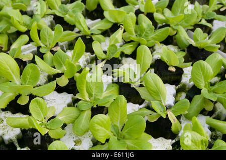La lattuga automatizzato e moderne serre Foto Stock