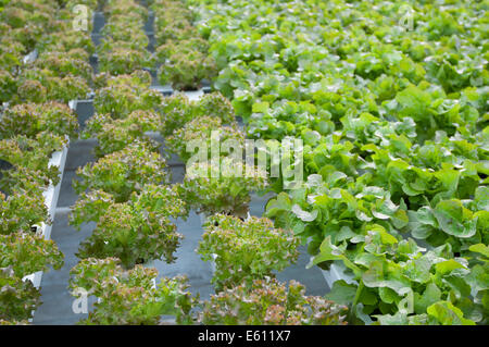 La lattuga automatizzato e moderne serre Foto Stock