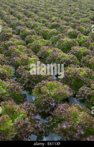 La lattuga automatizzato e moderne serre Foto Stock