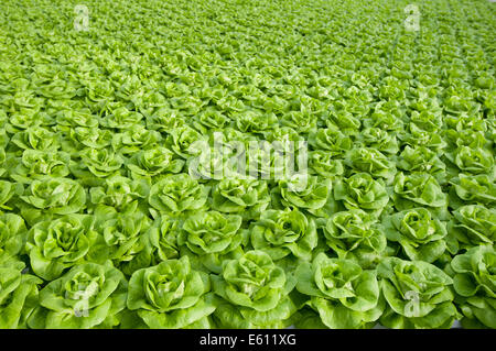 La lattuga automatizzato e moderne serre Foto Stock