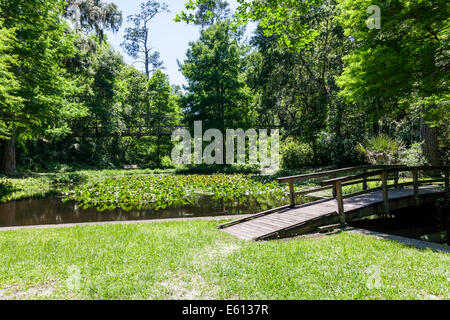 Un basso ponte di legno attraversa un pittoresco laghetto costeggiata da cipressi nel burrone giardini del Parco Statale di Palatka, in Florida, Stati Uniti d'America. Foto Stock