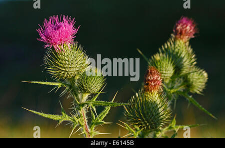 Spear thistle (Cirsium vulgare) in Finlandia. Foto Stock