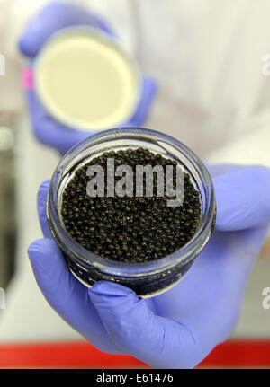 Loxstedt, Germania. 29 Luglio, 2014. Un dipendente della vivace caviale corretta contiene un campione di appena raccolto il caviale in laboratorio in Loxstedt, Germania, 29 luglio 2014. Il Caviale è qui prodotta senza uccidere lo storione. Questo è il mondo solo tale impianto. Foto: INGO WAGNER/dpa/Alamy Live News Foto Stock