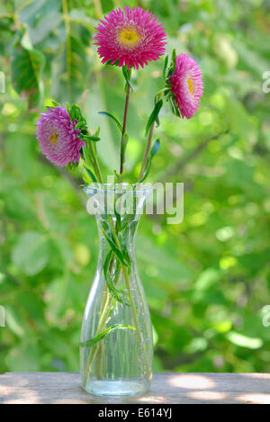 Crisantemo fiore in vaso Foto Stock