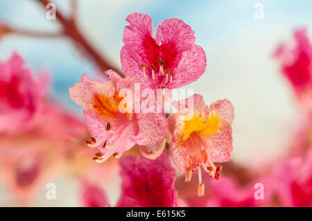 Red ippocastano (Aesculus x carnea), fiorisce, Hesse, Germania Foto Stock