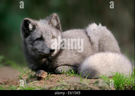 La volpe polare artico o volpe (Vulpes vulpes lagopus, Alopex lagopus), estate coat, captive, Germania Foto Stock