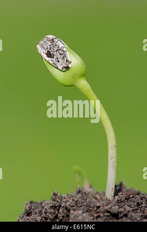 Girasole (Helianthus annuus), piantina, Renania settentrionale-Vestfalia, Germania Foto Stock