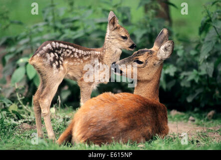 Il capriolo (Capreolus capreolus), doe con capretta, Nord Reno-Westfalia, Germania Foto Stock