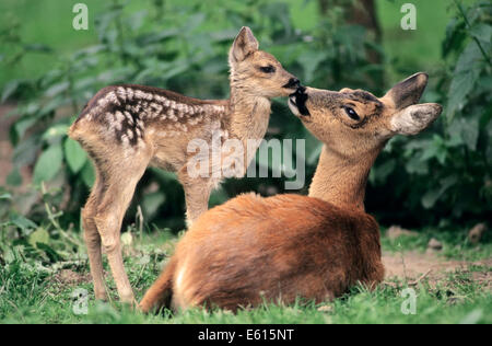 Il capriolo (Capreolus capreolus), doe con capretta, Nord Reno-Westfalia, Germania Foto Stock