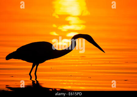 Airone blu (Ardea erodiade) al tramonto, Everglades National Park, Florida, Stati Uniti Foto Stock