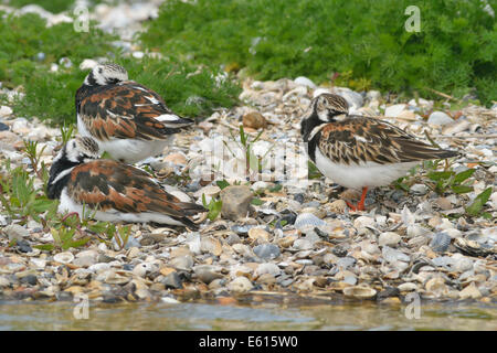 Voltapietre (Arenaria interpres), Texel, provincia Olanda Settentrionale, Paesi Bassi Foto Stock