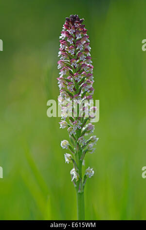 Bruciato-punta (orchidee Orchis ustulata syn Neotinea ustulata), Baden-Württemberg, Germania Foto Stock