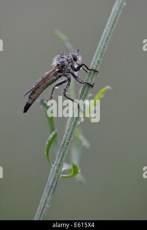 Robber Fly (Eutolmus rufibarbis), Baden-Württemberg, Germania Foto Stock