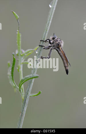 Robber Fly (Eutolmus rufibarbis), Baden-Württemberg, Germania Foto Stock